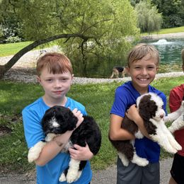 Portuguese Water Dog Puppies from Cornerstones Porties