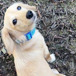 Sunni - Dachshund