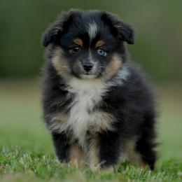 Kat - Black tri female Toy Australian Shepherd puppy in Hartman, Arkansas from Southern Edition Aussies
