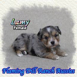 Lamy - Blue merle female Toy Australian Shepherd puppy in Forestburg, Texas from Flaming Dill Ranch Aussies