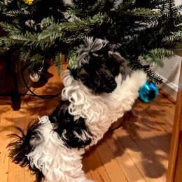 Havanese Puppies from Endearing Havanese