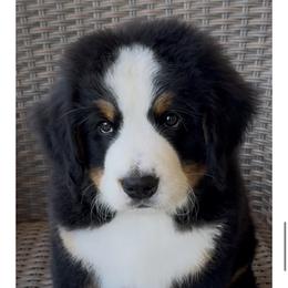 White Collar Male - Black rust and white male Bernese Mountain Dog puppy in Perris, California from Golden Coast Berners
