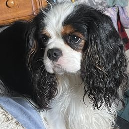 Chase - Cavalier King Charles Spaniel