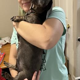Heidi - Dachshund
