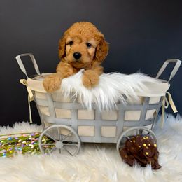 Hickory - Chocolate Goldendoodle puppy in La Belle, Missouri from I Dream of Doodles