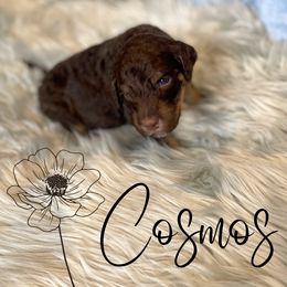 Bernedoodle and Poodle Puppies from Salty Standards