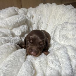 Sam - Chocolate and tan male Dachshund puppy in Bennett, North Carolina from Cherished Dachshunds