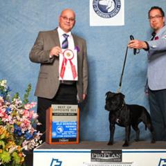 Staffordshire Bull Terrier All Grown Up from Ciera Staffords