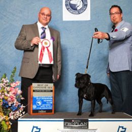 Staffordshire Bull Terrier All Grown Up from Ciera Staffords