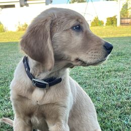 Golden Retriever Puppies from Sydney’s Goldens