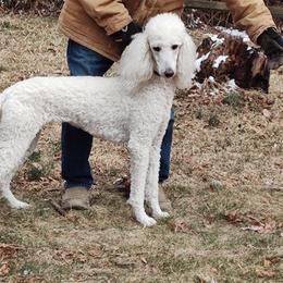 Jazz - Poodle
