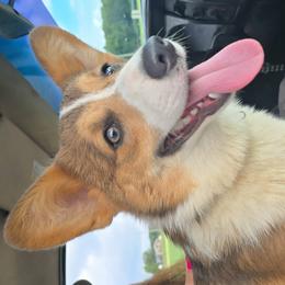 Twitty - Pembroke Welsh Corgi