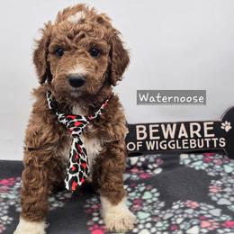 Waternoose - Red  male Goldendoodle puppy in Neillsville, Wisconsin from Granton Creek