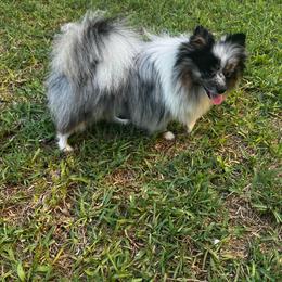 Terry - Pomeranian