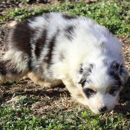 Oscar - Blue merle male Australian Shepherd puppy in Kansas, Oklahoma from Windy G Farm