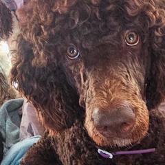 Double Doodles from Lazy t ranch