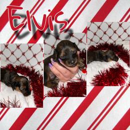 Elvis - Red male Dachshund puppy in Brazil, Indiana from King Duke Dachshunds