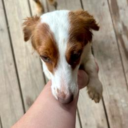 Lady - Dachshund