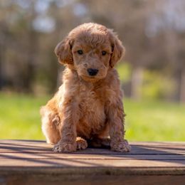 Goldendoodle and Poodle Puppies from Corbin’s Southern Curl’s
