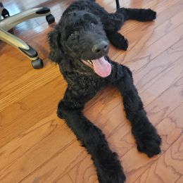 LeBron - Black Goldendoodle puppy in Orlando, Florida from Rae's Littles
