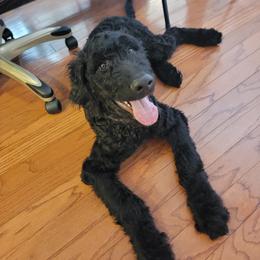 LeBron - Black Goldendoodle puppy in Orlando, Florida from Rae's Littles