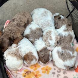 Cavapoo puppies from Hearts and Paws Poodles and Doodles