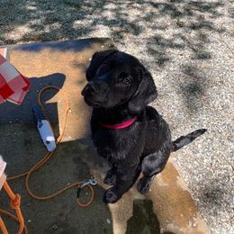Dilute Retriever and Labrador Retriever Puppies from SmoKy Hills Labradors