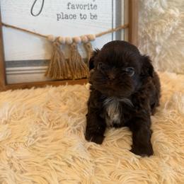 Belle - Chocolate female Shih Tzu puppy in Success, Missouri from Sweet Success