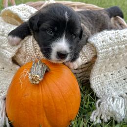 Caucasian Shepherd Dog, Labradoodle, and Saint Bernard Puppies from Blue Line Kennels