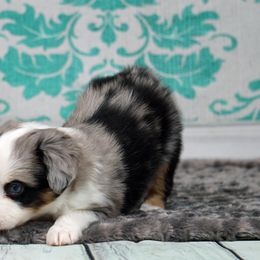 Basset Fauve de Bretagne and Miniature American Shepherd Puppies from 4 Clovers Kennel