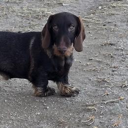 Tank - Chocolate and tan male Dachshund puppy in Peyton, Colorado from Timber Springs Wirehair Dachshunds
