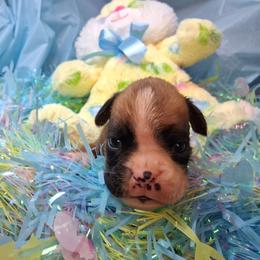 Runt - Fawn male Boxer puppy in Pikeville, Kentucky from Boxers of Whispered Wishes