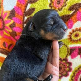 Hail - Black and mahogany male Rottweiler puppy in Crothersville, Indiana from The Solid Rock Kennel