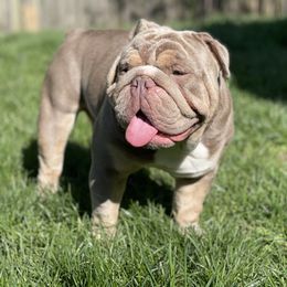 Bambino - Bulldog