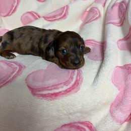 Helen - Dapple female Dachshund puppy in Lake City, Florida from My Ditzy Doxies of Florida