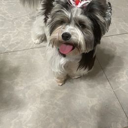 Biewer Terrier and Yorkshire Terrier Puppies from Yorkie Town California