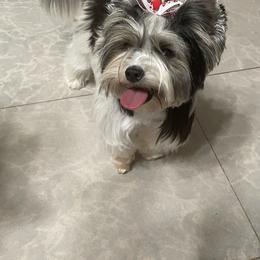 Biewer Terrier and Yorkshire Terrier Puppies from Yorkie Town California