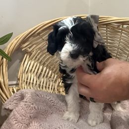 Pippa - Black and white female Bernedoodle puppy in Coventry, Rhode Island from Timber Trail Bernedoodles RI