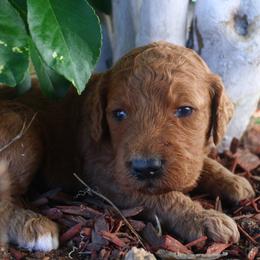 Phoenix - Red  male Goldendoodle puppy in Apache Junction, Arizona from Loving Doodle