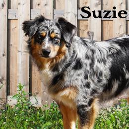 Suzie - Miniature Australian Shepherd