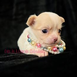 Emily Cratchit 5000 - Cream and white female Chihuahua puppy in Piqua, Kansas from Cute As A Cupcake Chihuahuas