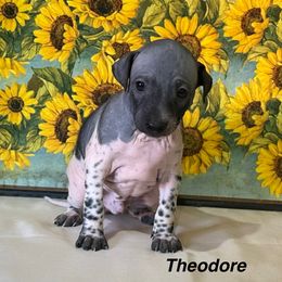 Theodore - White and black male American Hairless Terrier puppy in Buckingham, Illinois from Gaus Hof