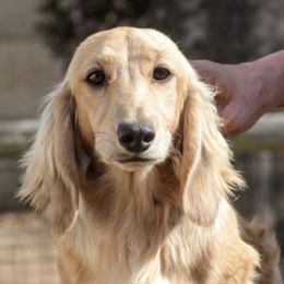 Nickel - Dachshund