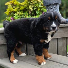 BARNEY - Black male Companion Cross puppy in Viking, Minnesota from Son Shine Farm