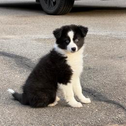 Girl 5 - Black tri female Miniature Australian Shepherd puppy in Saco, Maine from Wags Family Aussies