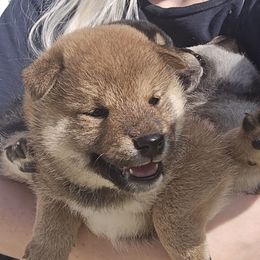 Renji - Red male Shiba Inu puppy in Marianna, Florida from Diwasou