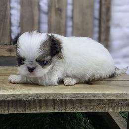 Chilli - Sable and white female Japanese Chin puppy in Johnson City, Tennessee from Erin & Friends Japanese Chin