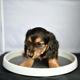 Kage - Black and tan male Dachshund puppy in Austin, Texas from Glorious Minis