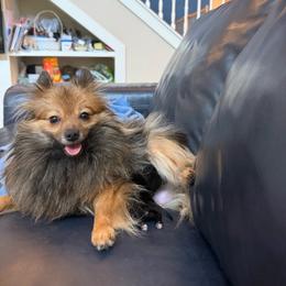 Blue - Black female Pomeranian puppy in Apollo Beach, Florida from Sherlock’s Poms