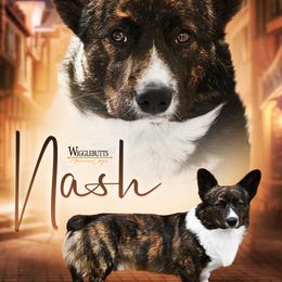 Nash - American Corgi